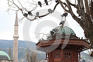 Pigeons on Sebilj photo